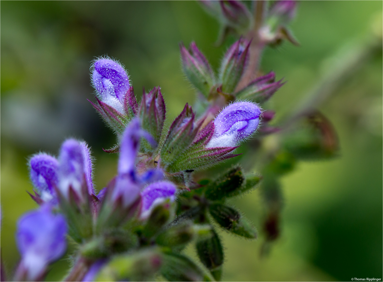 Ruten Salbei (Salvia virgata).