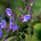 Ruten Salbei (Salvia virgata).