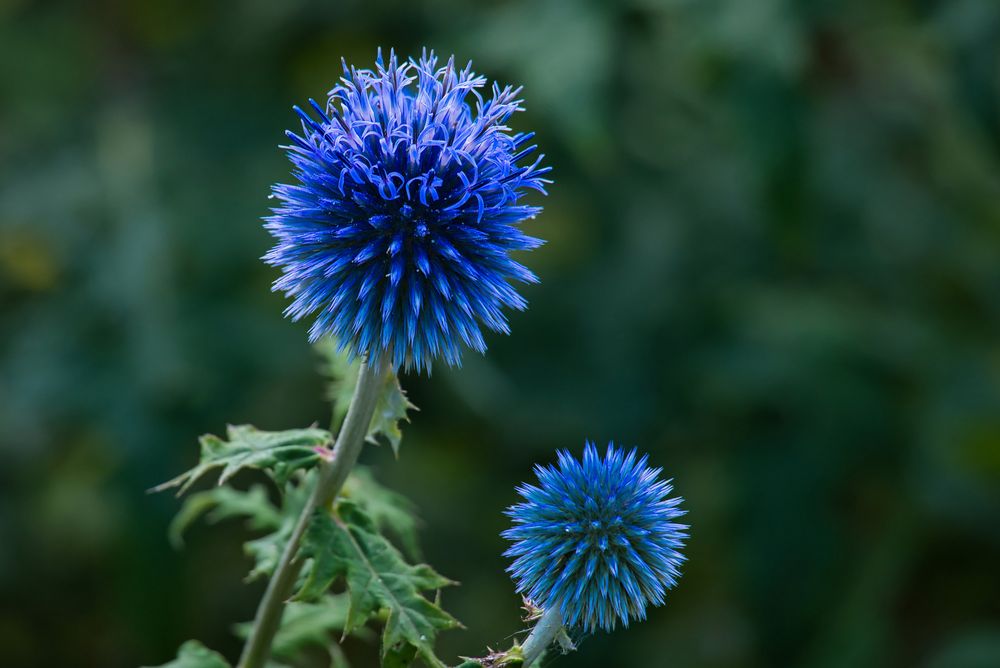 Ruthenische Kugeldistel