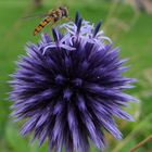 Ruthenische Kugeldistel & Schwebfliege