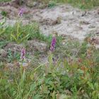 Ruthes Knabenkraut (Dactylorhiza ruthei) im Biotop auf Usedom am 12.6.09