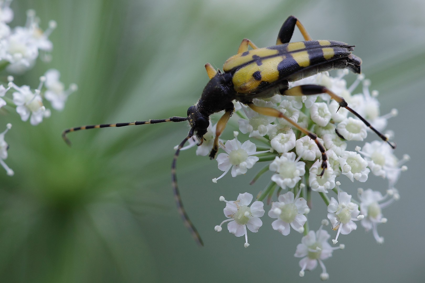 Rutpela maculata