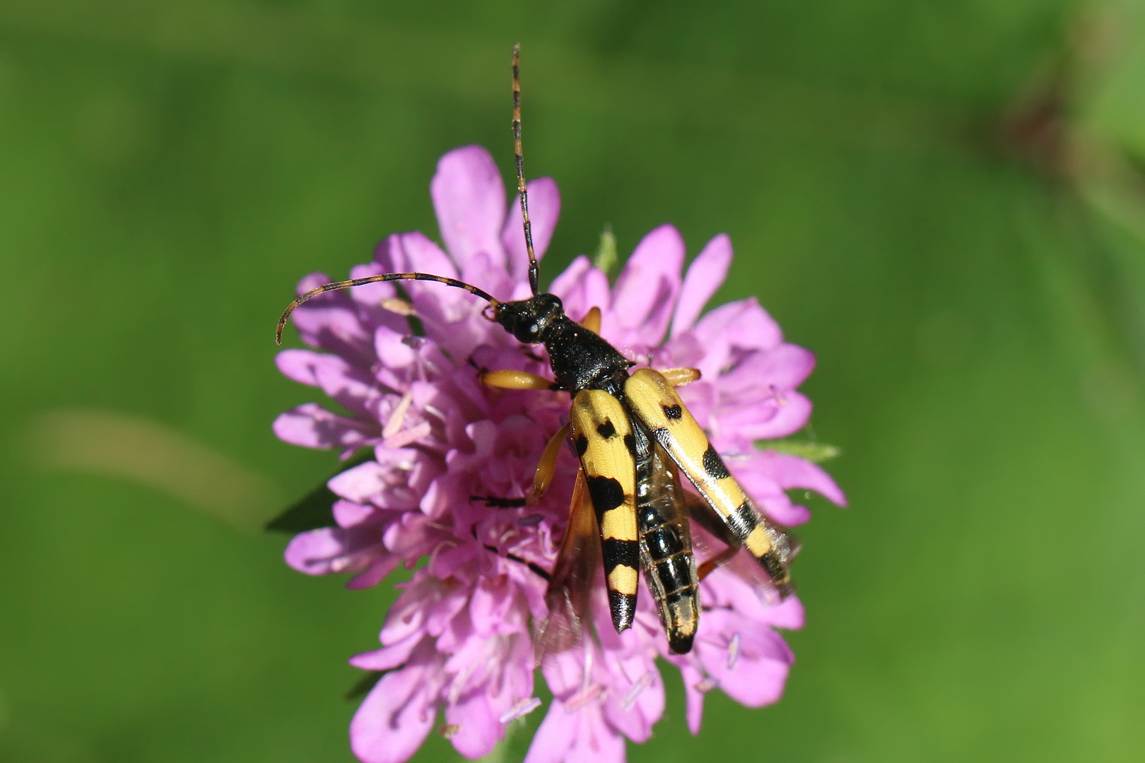 Rutpela maculata