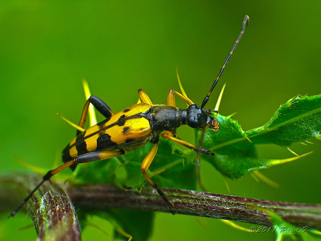 Rutpela maculata