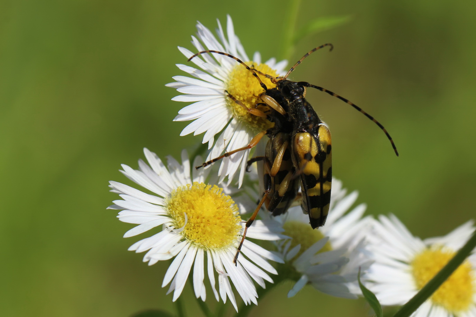 Rutpela maculata