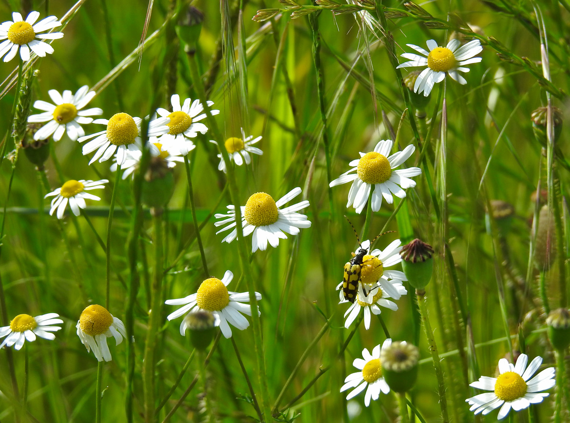 Rutpela maculata ......Matricaria chamomilla ......