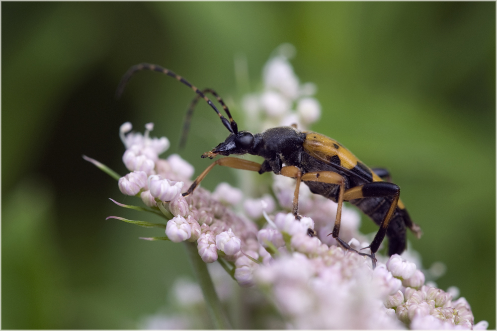 Rutpela maculata sur angélique