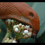 Rutschende rote Schnecke