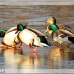 Rutschpartie im Jagdfieber