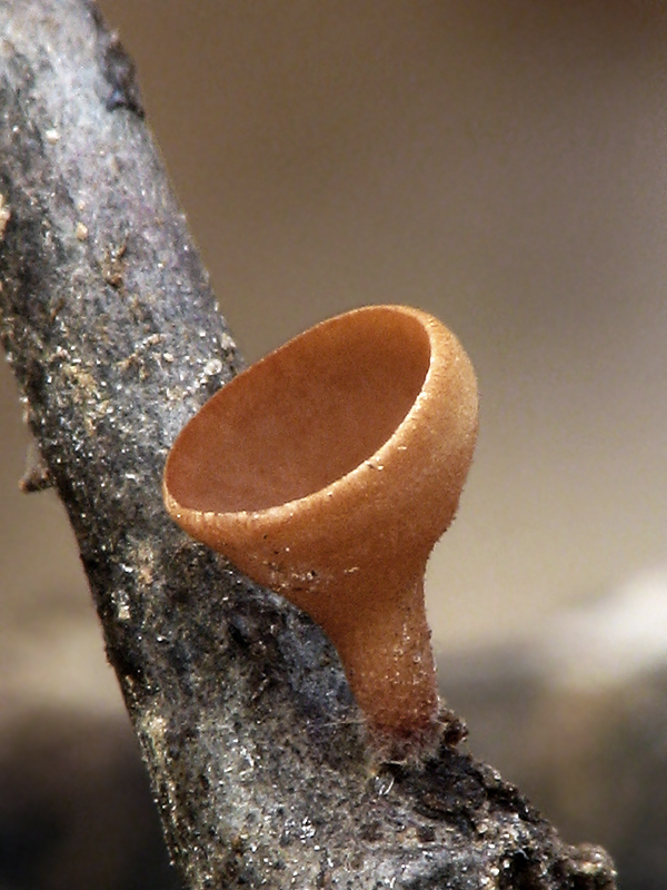 Rutstroemia bolaris I.