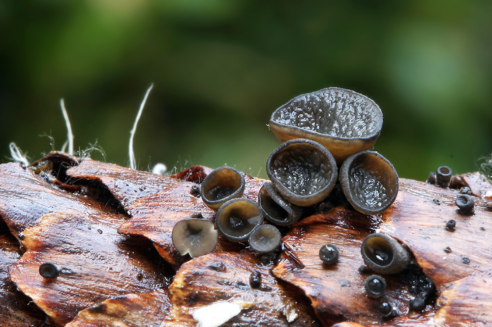 Rutstroemia bulgarioides