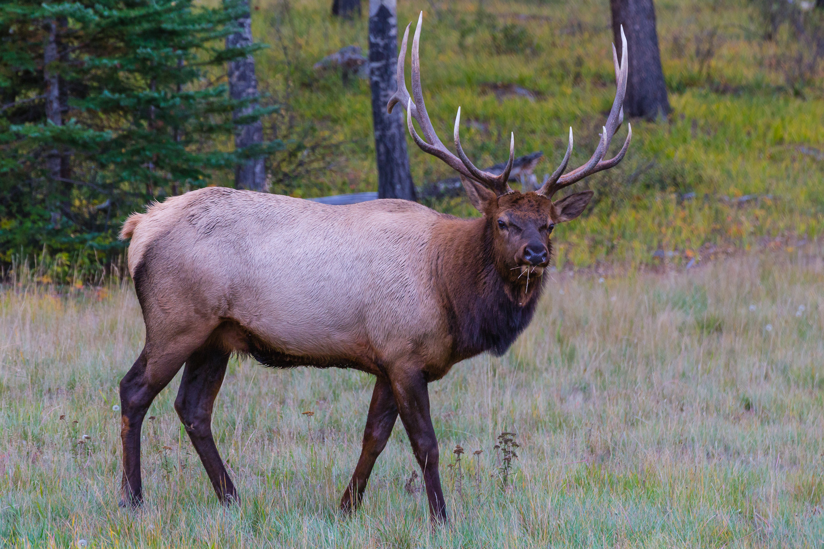 Rutting Elk