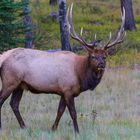 Rutting Elk