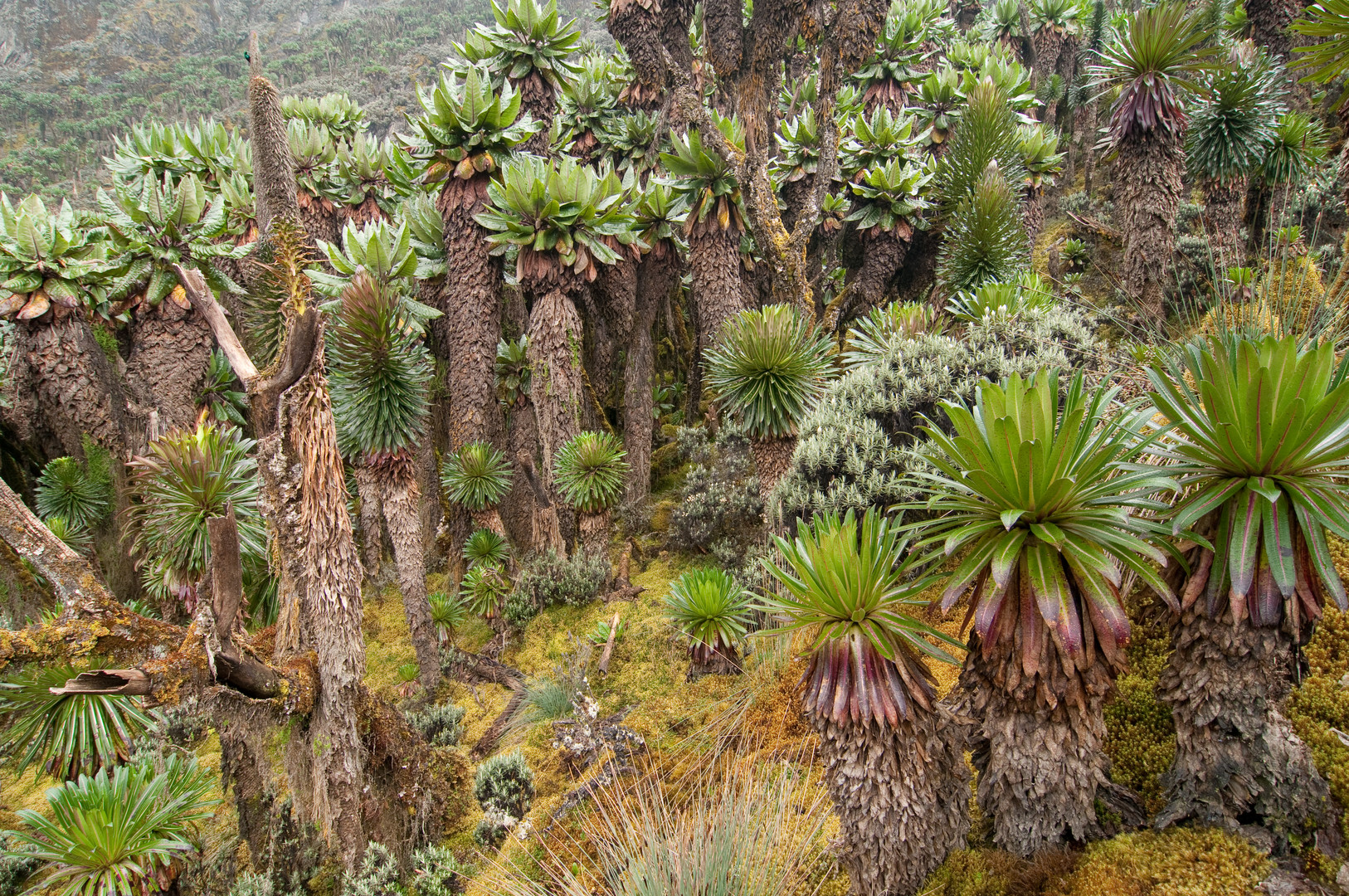 Ruwenzori-Gebirge in Uganda