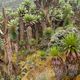 Ruwenzori-Gebirge in Uganda