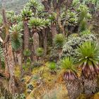 Ruwenzori-Gebirge in Uganda