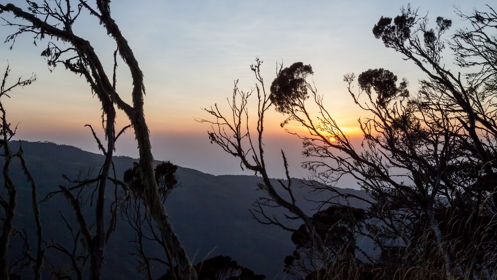 Ruwenzori-Gebirge - Samalira Camp