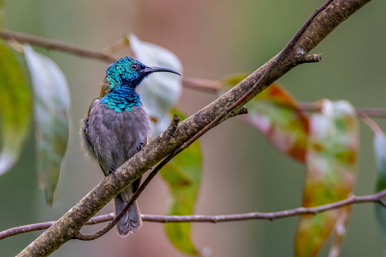 Ruwenzori Nektarvogel - Blue-headed Sunbird