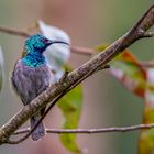 Ruwenzori Nektarvogel - Blue-headed Sunbird