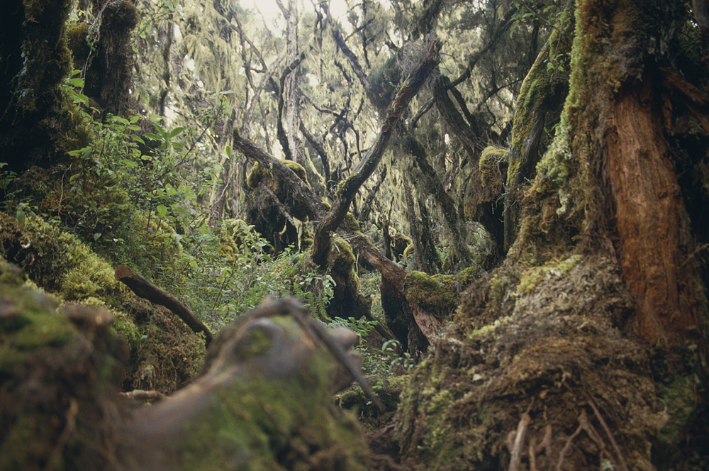 Ruwenzorigebirge in Kongo 2