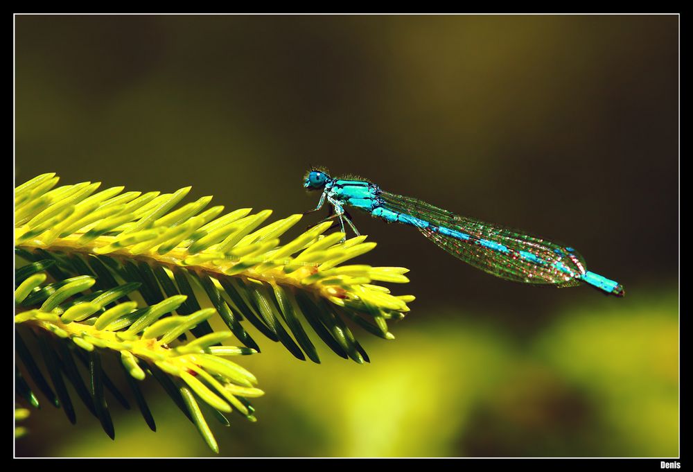 ...Rêve bleu...