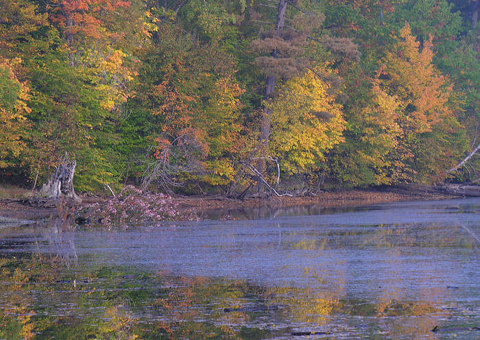 Rêve d'automne