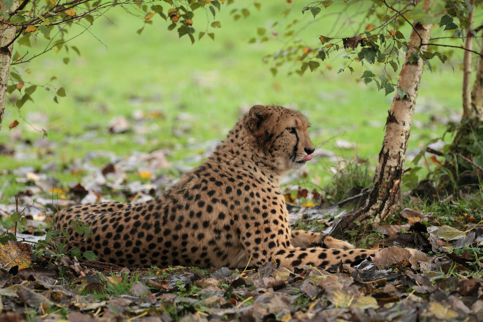 rêve de guépard !!