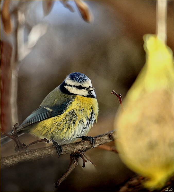 Rêve de mésange.