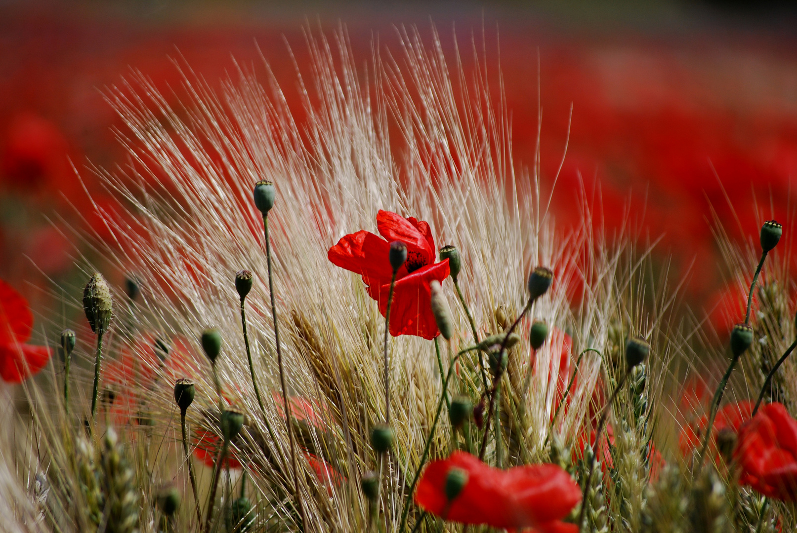 ....rêve en rouge