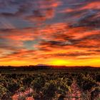 RÉVEIL DANS LA VIGNE