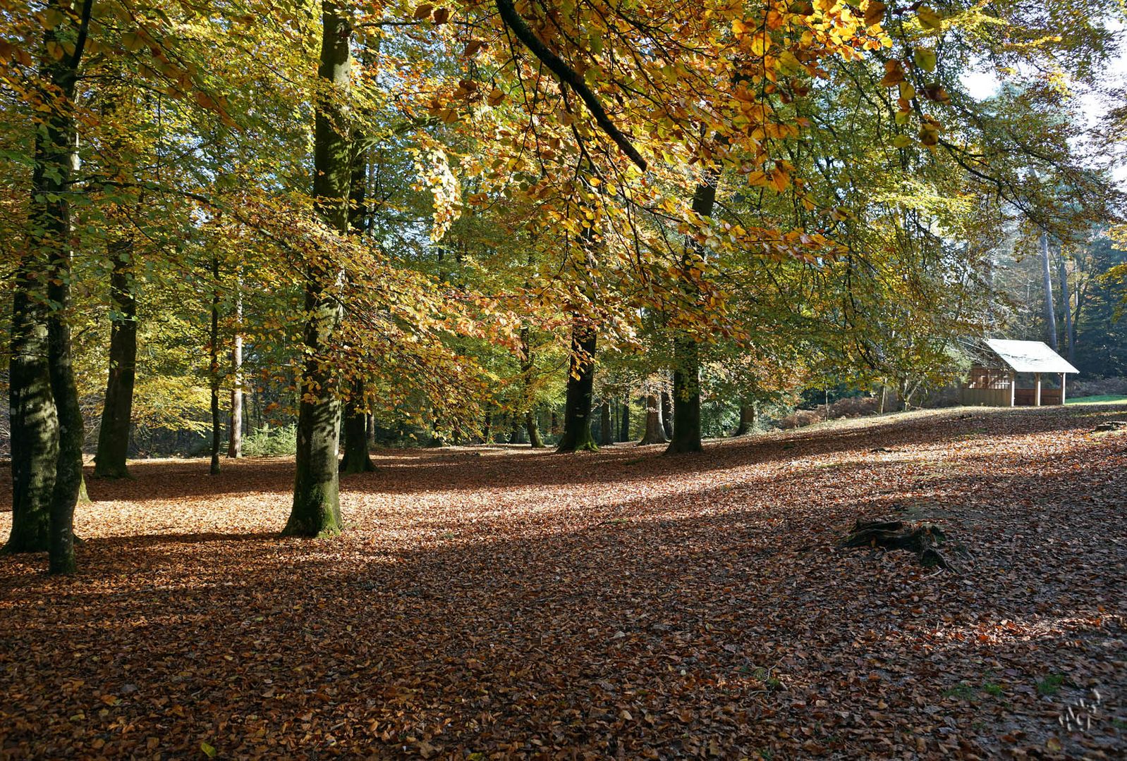 Rêver ... de l'automne .....