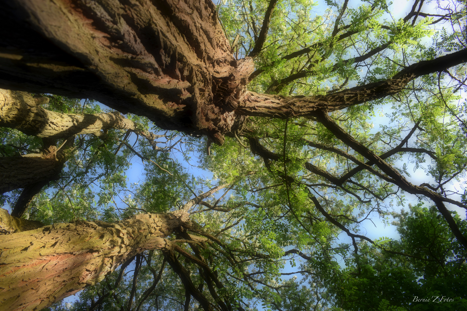 Rêver, la tête dans les cimes des arbres....