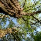 Rêver, la tête dans les cimes des arbres....