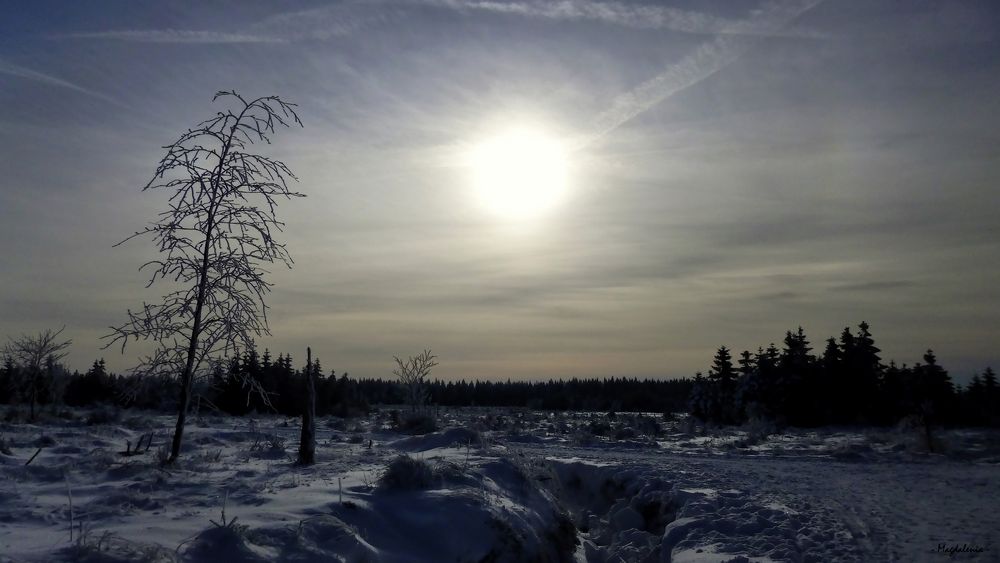 Rêverie hivernale