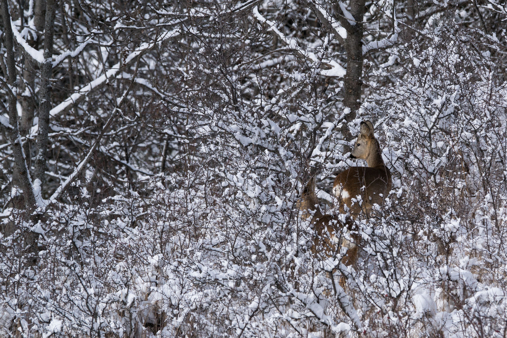 Rêves d' Hiver