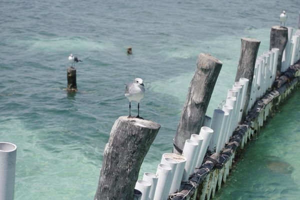 Rêves d'ailleurs....