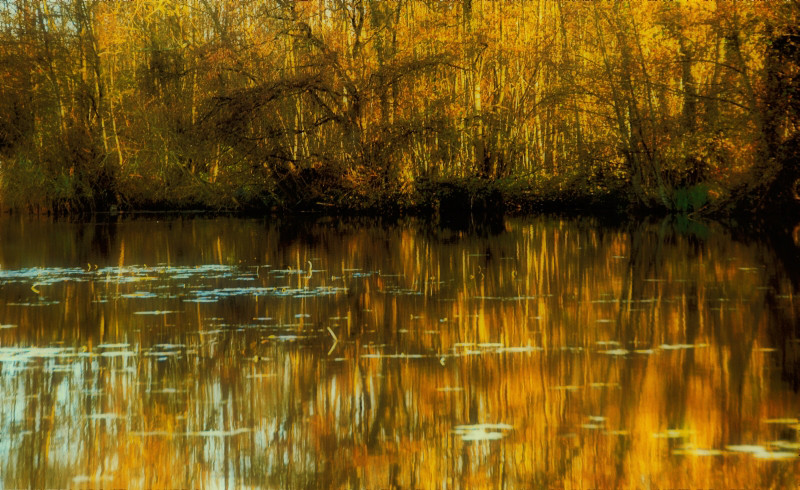 rêves en jaune