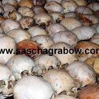 Rwanda Genocide