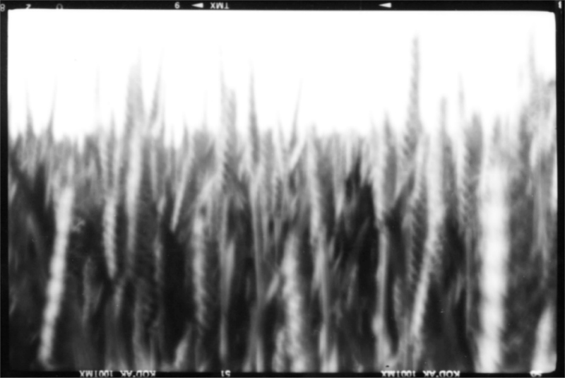 Rye (Pinhole)