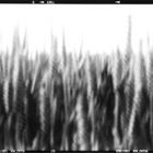 Rye (Pinhole)