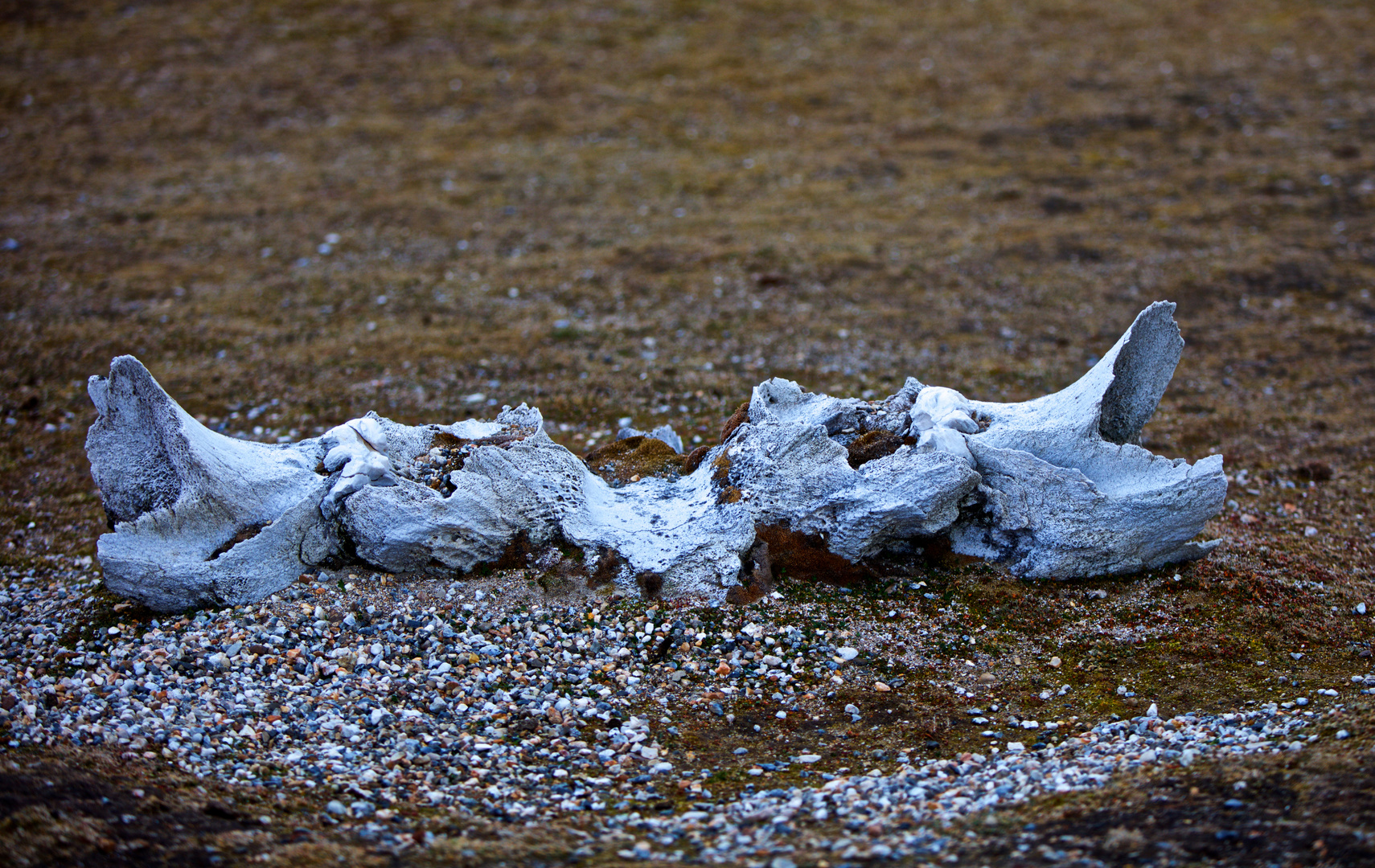 Ryke Yseøane, Svalbard, Relikte eines Polarbären