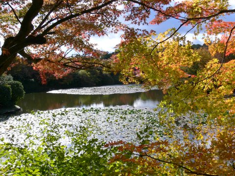 Ryoan-ji, Kyoto, Japan