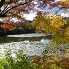 Ryoan-ji, Kyoto, Japan