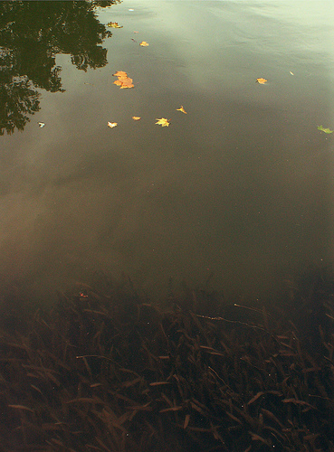 Rythme ternaire: la Garonne à l'automne.