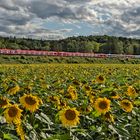 S-Bahn mit Jubiläums-Zug