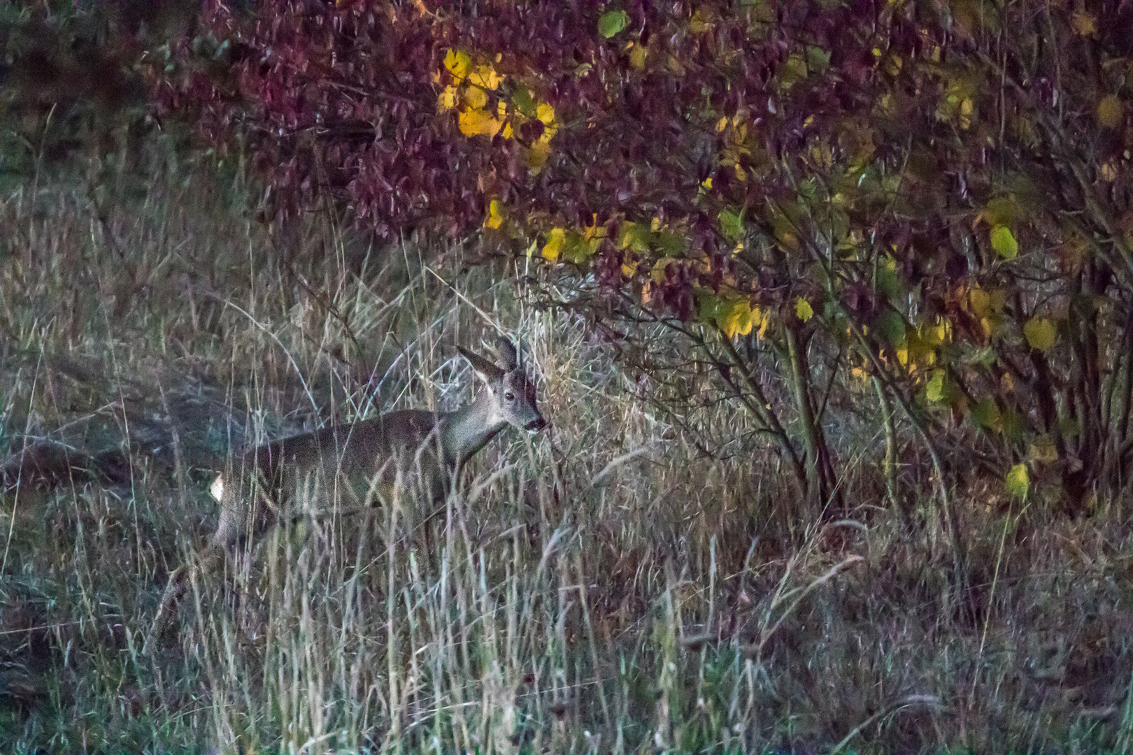 "S C H A D E ....." (ISO 25600 und 1/13sec)