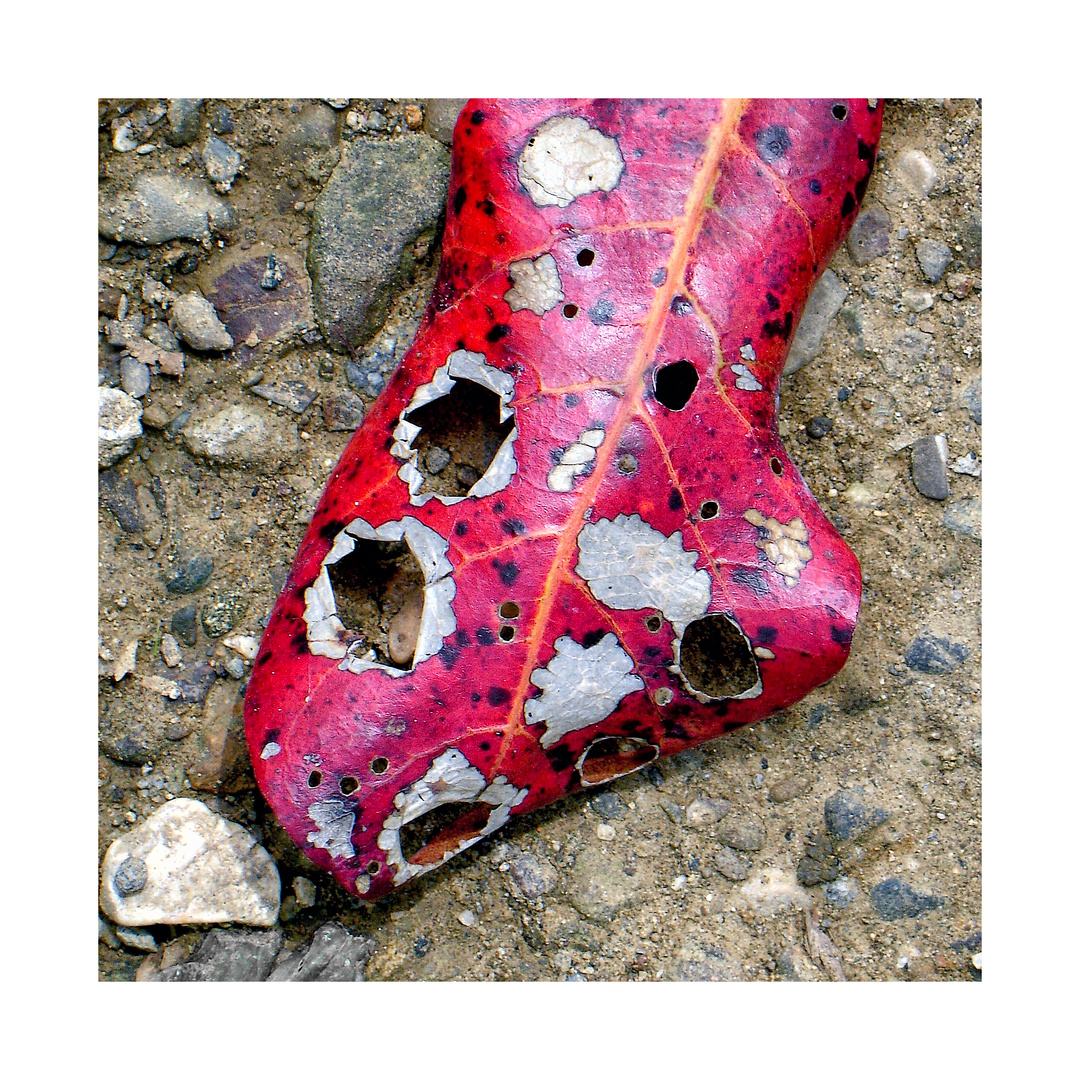 S C H O N K R A N K Foto Bild Pflanzen Pilze Flechten Baume Blatt Blute Bilder Auf Fotocommunity