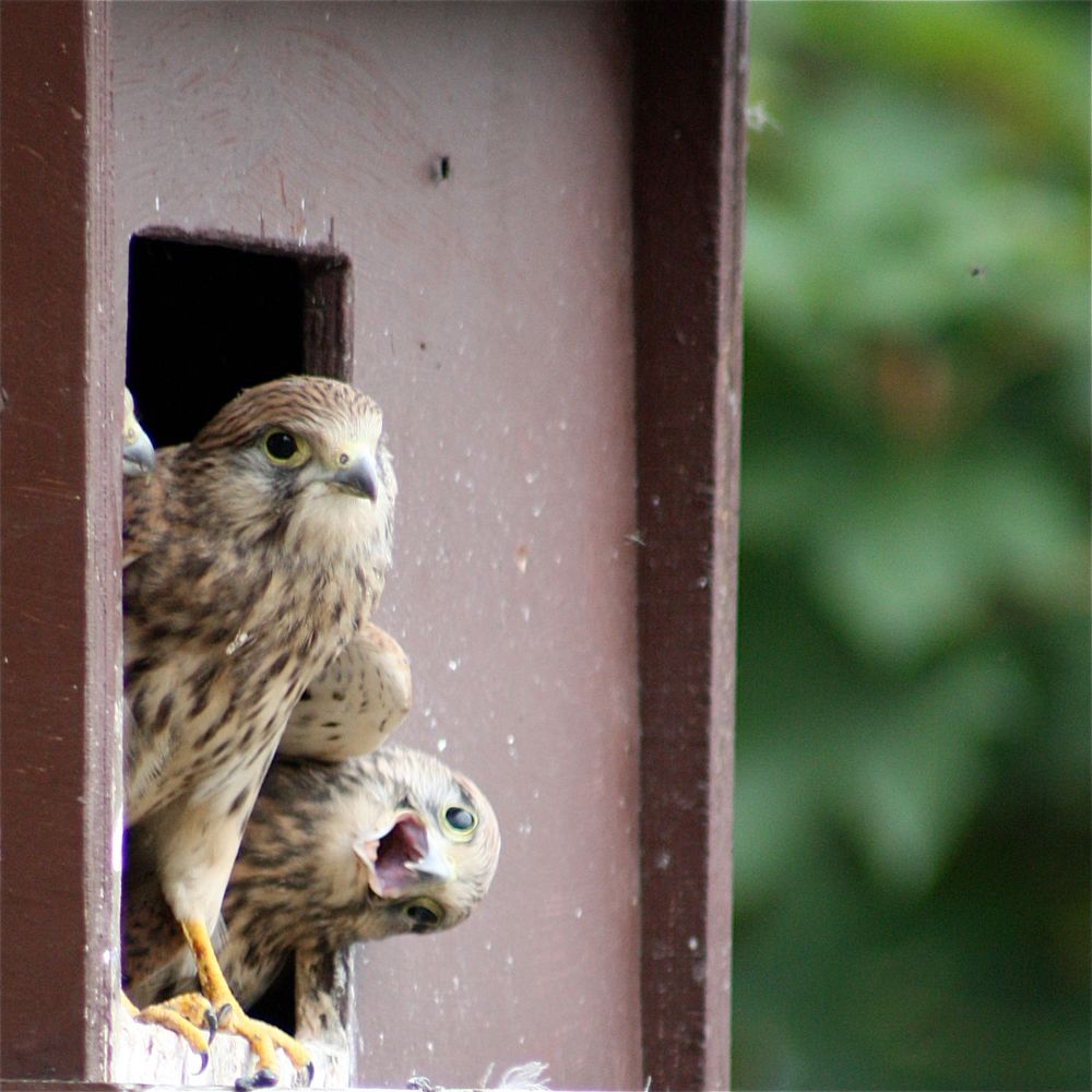 S C H R A G E R V O G E L Foto Bild Tiere Wildlife Wild Lebende Vogel Bilder Auf Fotocommunity