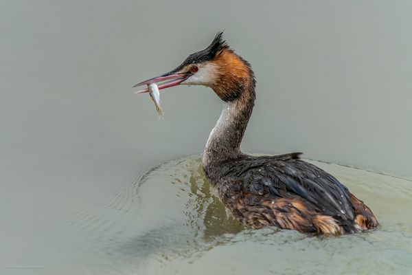 s c h ü t z e n d . i s t . . . 