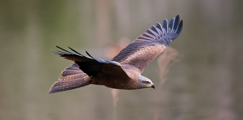 S C H W A R Z M I L A N